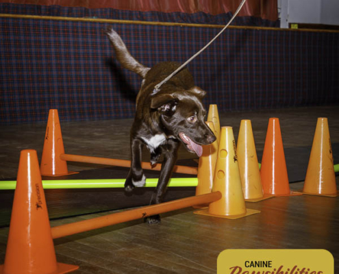 Dog attending Canine Fitness & Conditioning Workshop