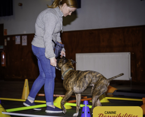 Dog attending Canine Fitness & Conditioning Workshop