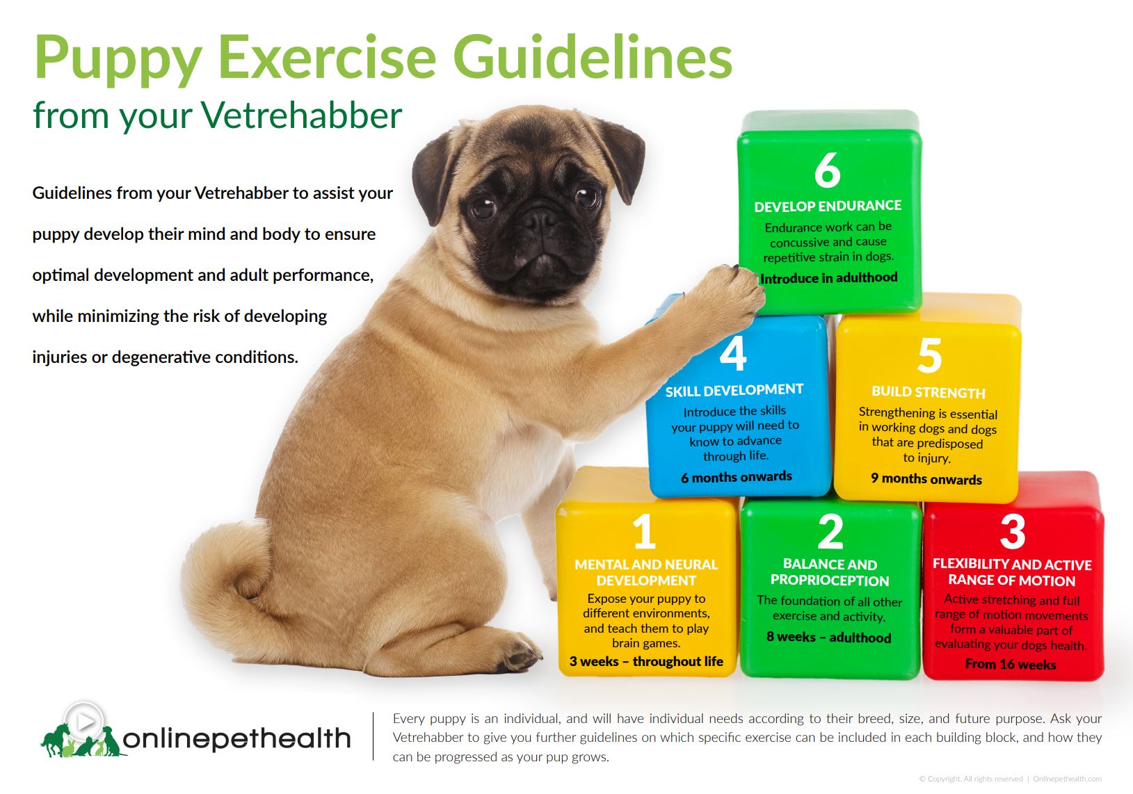 https://www.pawsibilities.co.uk/wp-content/uploads/2023/02/Puppy-Exercise-Guidelines.jpg