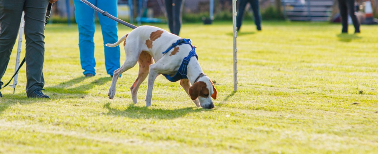 Scent Work Classes Canine Pawsibilities